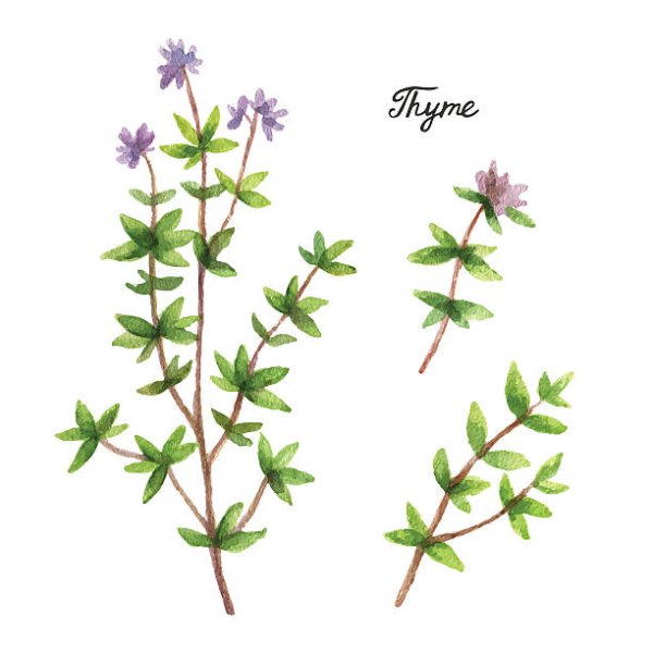Тимьян акварель чабрец