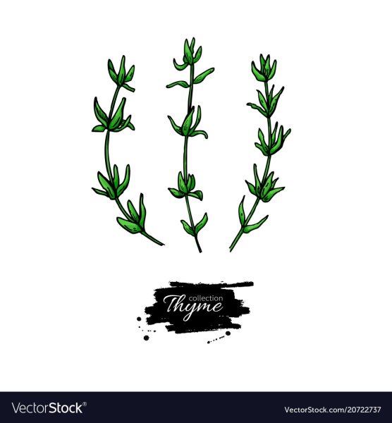 Чабрец вектор