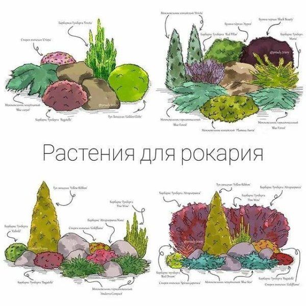 Рокарий эскиз сбоку