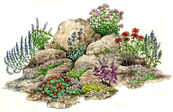 Рокарий Каменистый сад схема