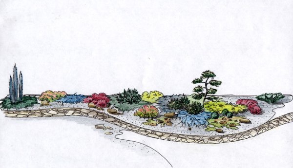 Клумба с можжевельником и ирисами