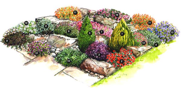 Рокарий схема посадки растений