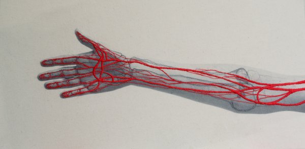 Кровеносные сосуды вены