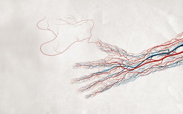 Кровеносная система руки человека