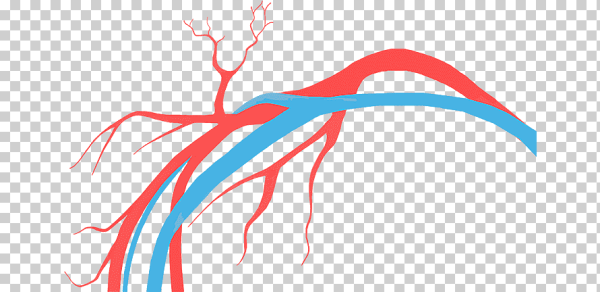 Сосуды на белом фоне