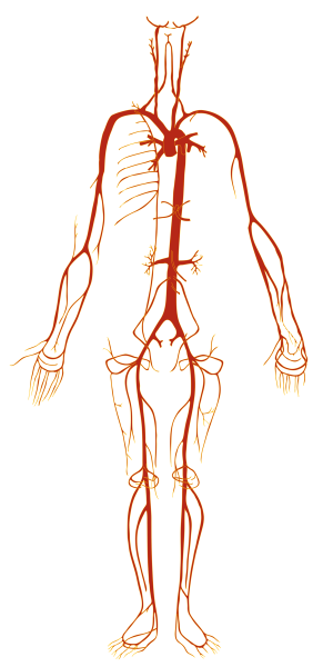 Артериальная кровеносная система