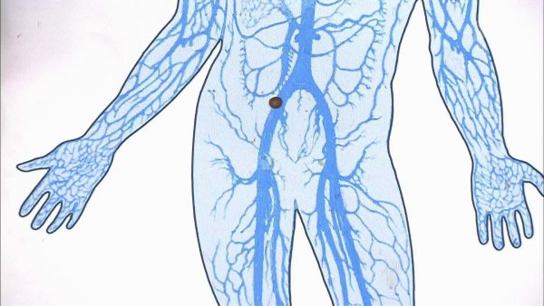 Артерия Вена капилляры кровеносные