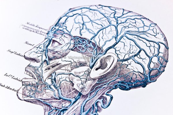 Кровеносная система человека схема вены