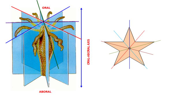 Лучевая симметрия гидры