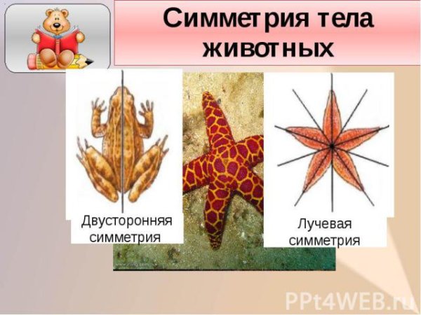 Лучевая симметрия тела характерна для