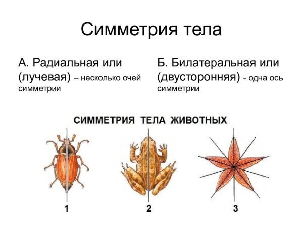 Радиальная и лучевая симметрия тела