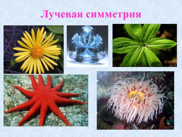 Лучевая симметрия кишечнополостных