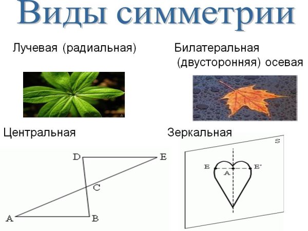 4 Вида симметрии
