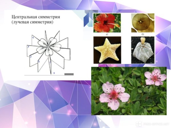 Лучевая и радиальная симметрия