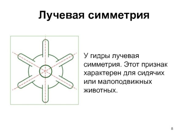 Радиальная симметрия кишечнополостных