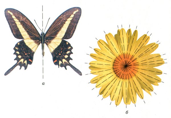 Ось симметрии в природе