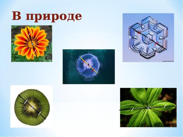 Лучевая симметрия в природе