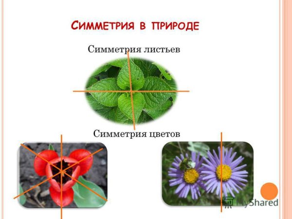 Осевая симметрия у растений