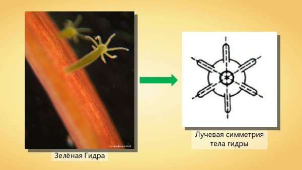 Лучевая симметрия гидры
