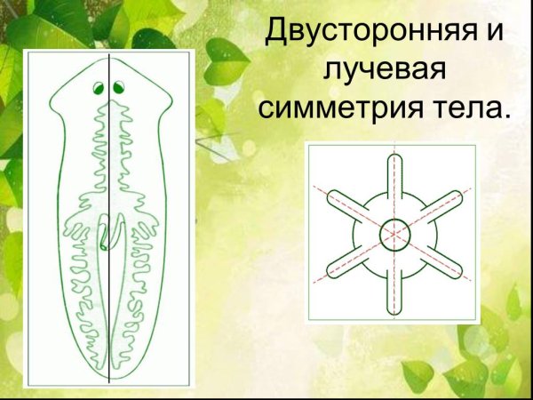 Белая планария лучевая симметрия