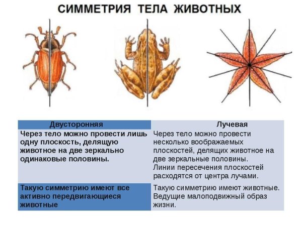 Типы симметрии животных 7 класс