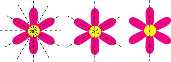 Радиально симметричные цветки