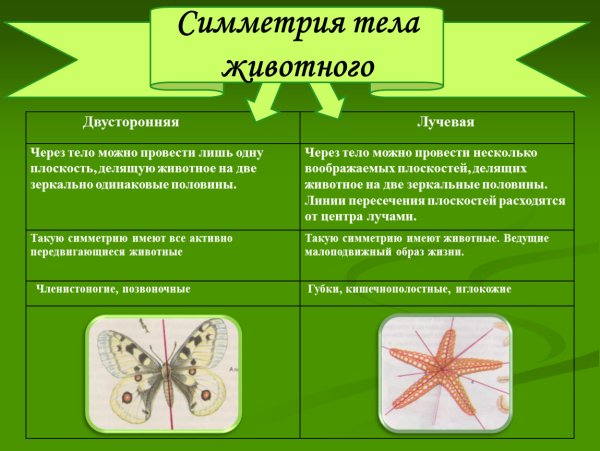 Двусторонняя симметрия тела
