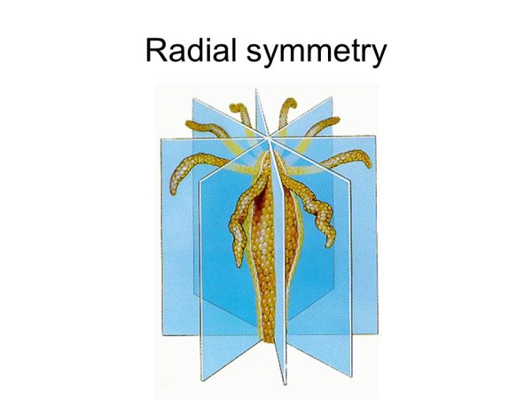 Радиальная симметрия кишечнополостных