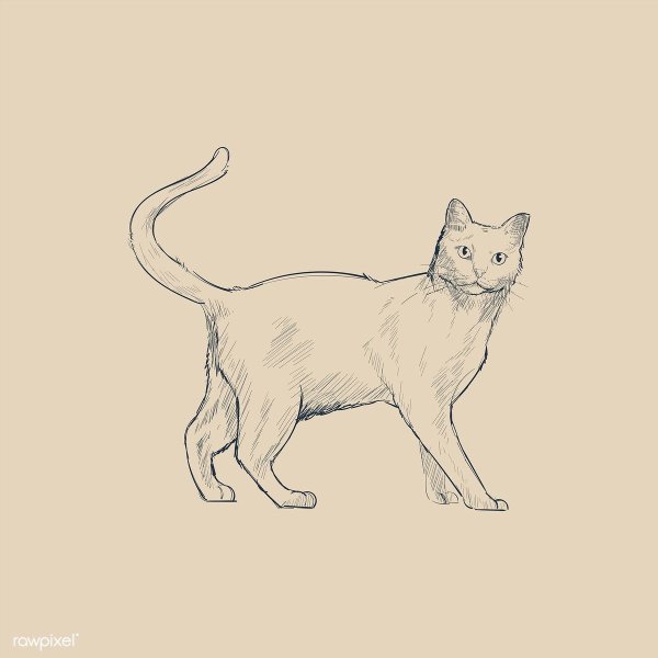 Кошка идёт скетч