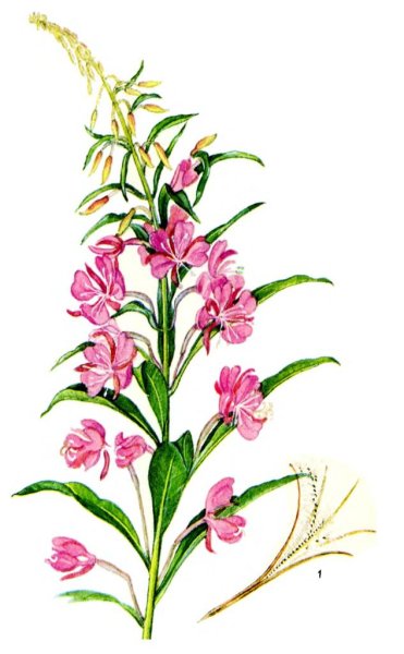 Кипрей узколистный Иван-чай