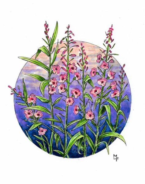 Кипрей ботаника