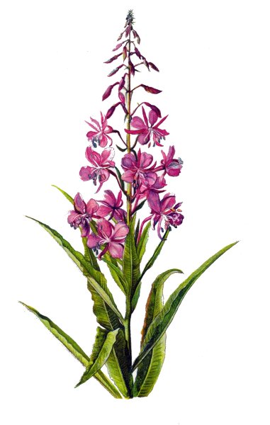 Кипрей узколистный Иван-чай