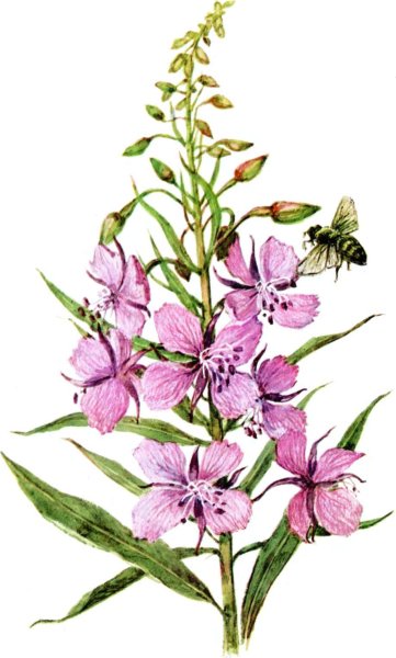 Кипрей узколистный