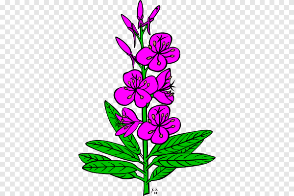 Кипрей на прозрачном фоне