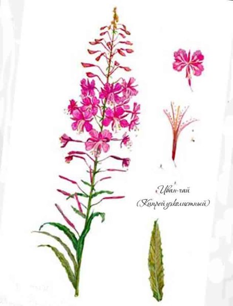 Иван-чай (кипрей) рисунок