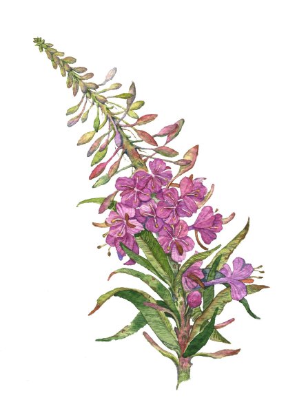 Кипрей узколистный Иван-чай