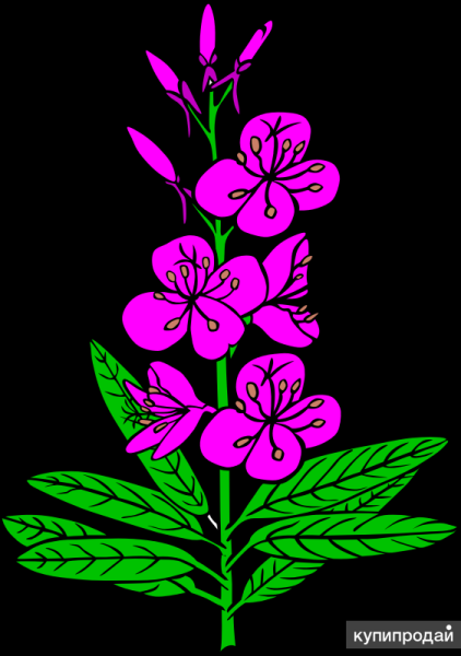 Иван чай вектор