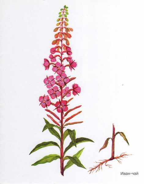Иван-чай узколистный кипрей ботаника