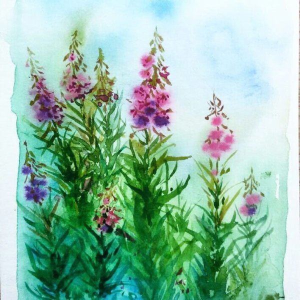 Кипрей узколистный акварель
