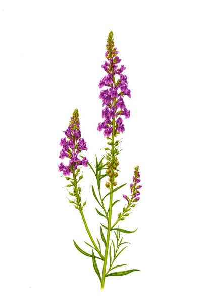 Дербенник иволистный Роберт