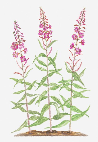 Как нарисовать Иван чай