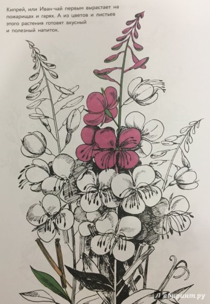 Эскиз цветов Иван-чай