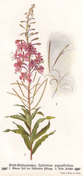 Кипрей узколистный Ботаническая