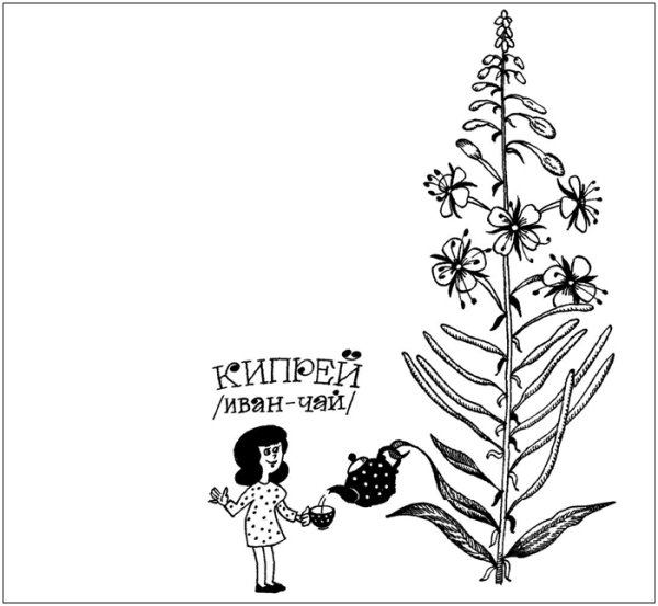 Раскраска кипрей Иван чай