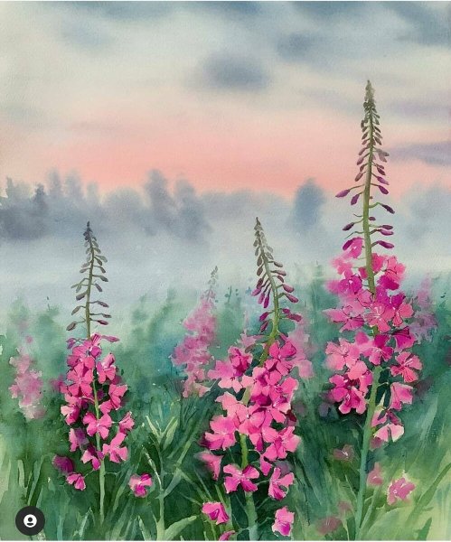 Кипрей акварель