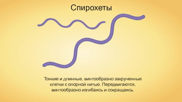 Спирохеты бактерии рисунок
