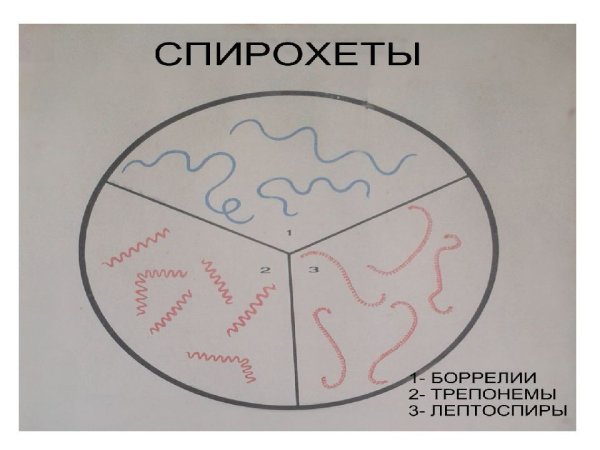 Трепонемы боррелии лептоспиры