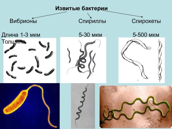 Вибрионы спириллы спирохеты