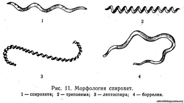 Строение спирохет микробиология