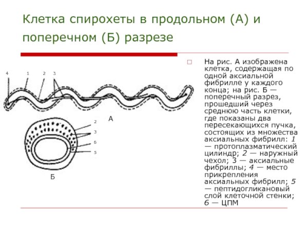 Боррелии спириллы спирохеты трепонемы